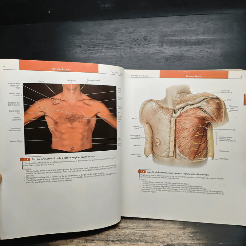 Grant's Atlas of Anatomy รูปที่ 11