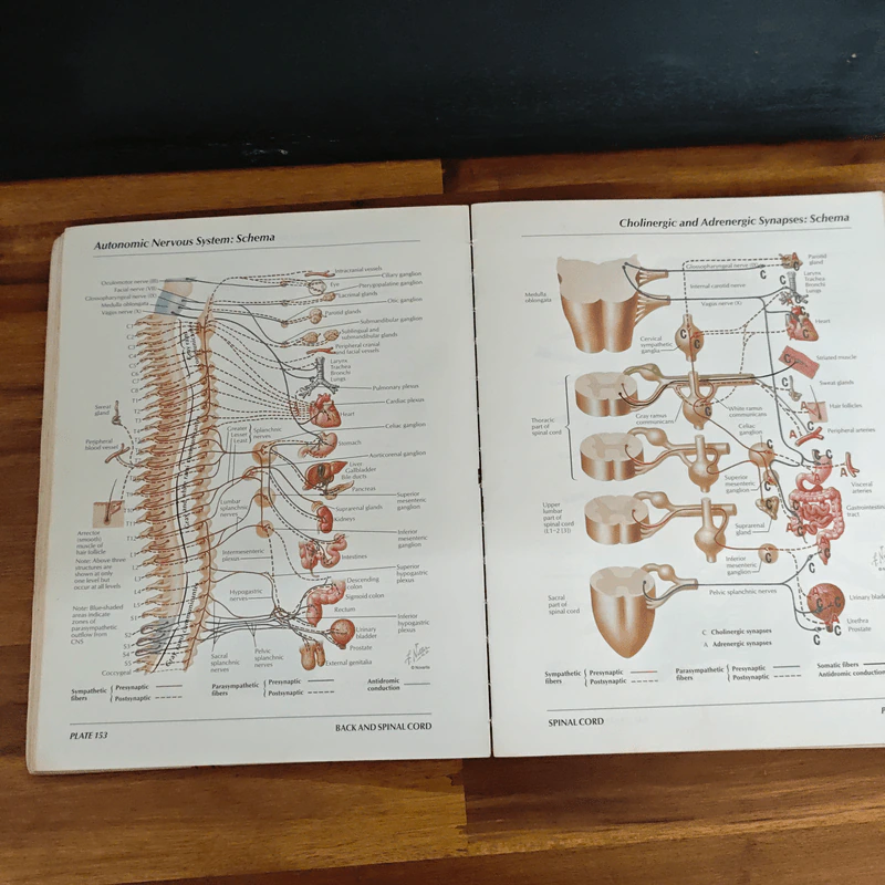 Atlas of Human Anatomy - Frank H. Netter รูปที่ 14