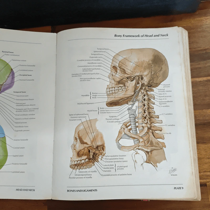 Atlas of Human Anatomy - Frank H. Netter รูปที่ 12