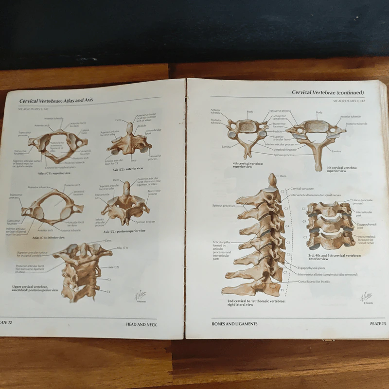 Atlas of Human Anatomy - Frank H. Netter รูปที่ 13