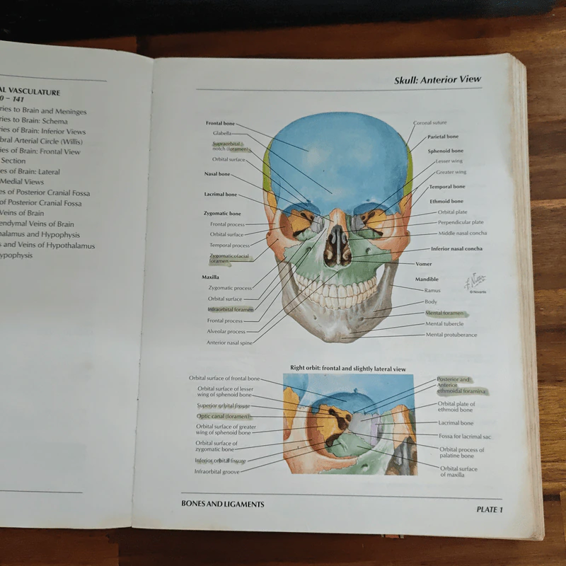 Atlas of Human Anatomy - Frank H. Netter รูปที่ 11