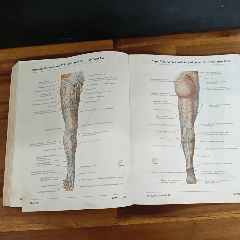 Atlas of Human Anatomy - Frank H. Netter รูปที่ 15