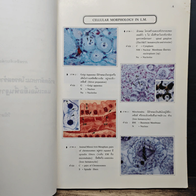 Histology 1: The Cell and Basic Tissues รูปที่ 8