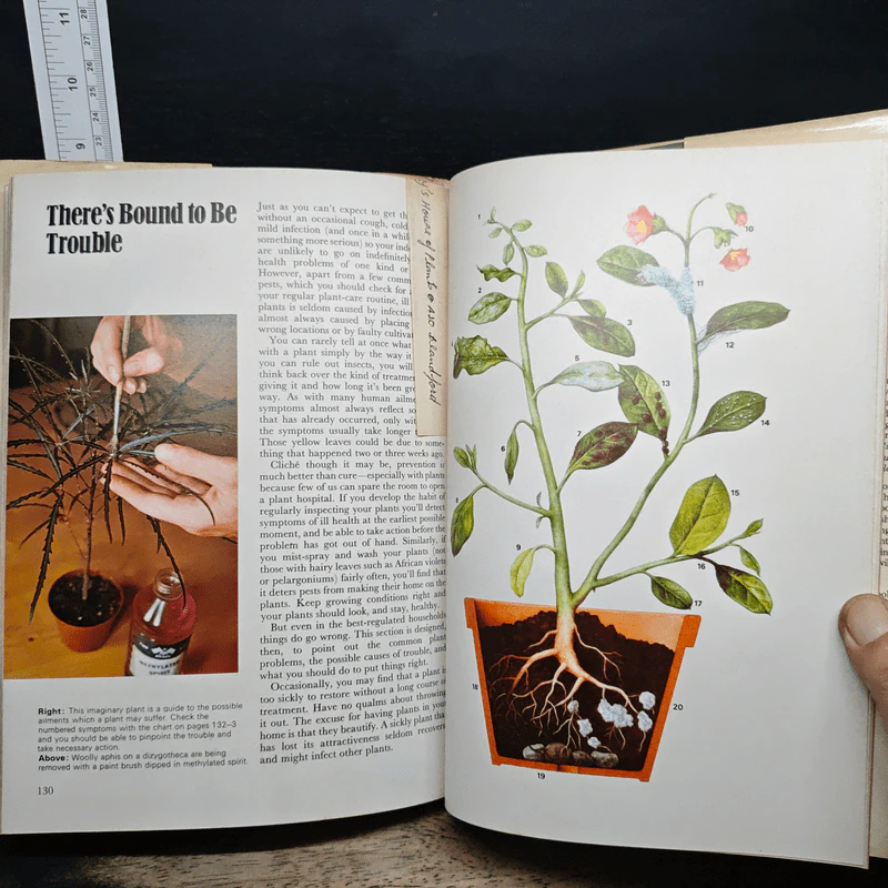 Huxley's House of Plants - Alyson รูปที่ 9