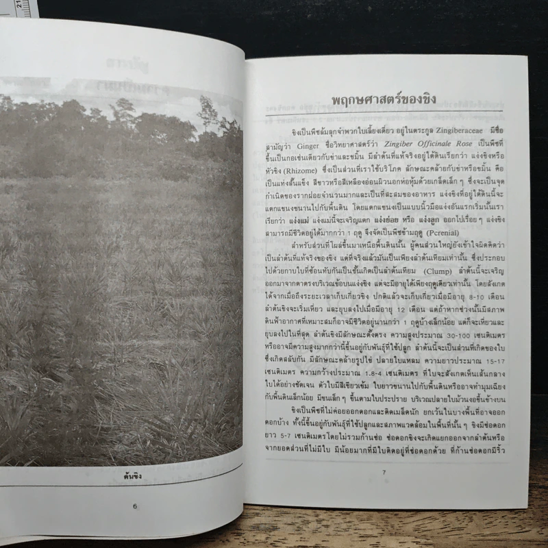 การปลูกขิง - คำนึง คำอุดม รูปที่ 8