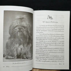 ชิห์ ซุ Shih Tzu - ผา สกุลแก้ว รูปที่ 8