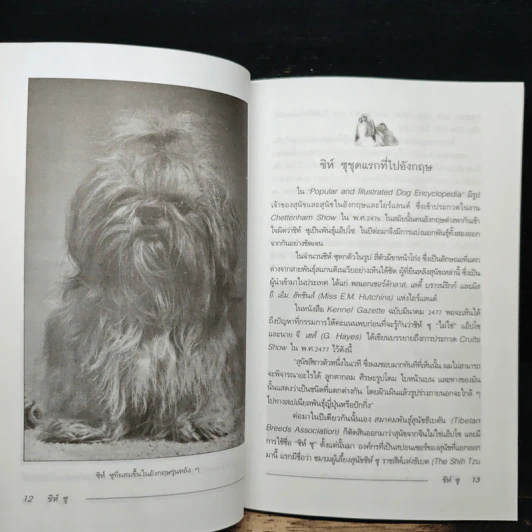 ชิห์ ซุ Shih Tzu - ผา สกุลแก้ว รูปที่ 8