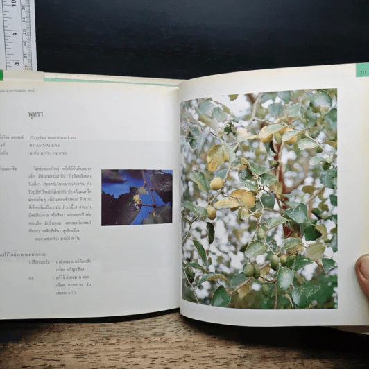 พืชสมุนไพรในประเทศไทย เล่ม 1 รูปที่ 10