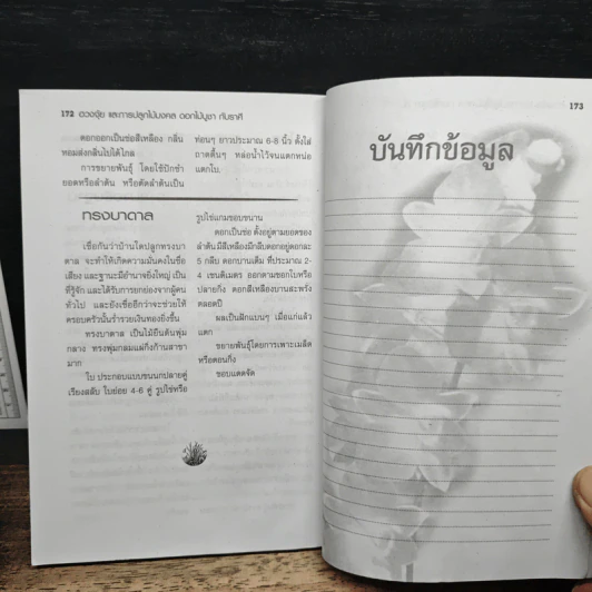 ไม้มงคล ดอกไม้บูชา กับราศี - อังคาร ปัญญาศิลป์ รูปที่ 9