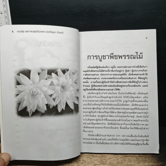 ไม้มงคล ดอกไม้บูชา กับราศี - อังคาร ปัญญาศิลป์ รูปที่ 7