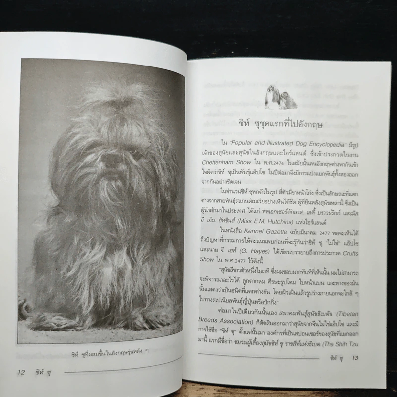 ชิห์ ซุ Shih Tzu - ผา สกุลแก้ว รูปที่ 8
