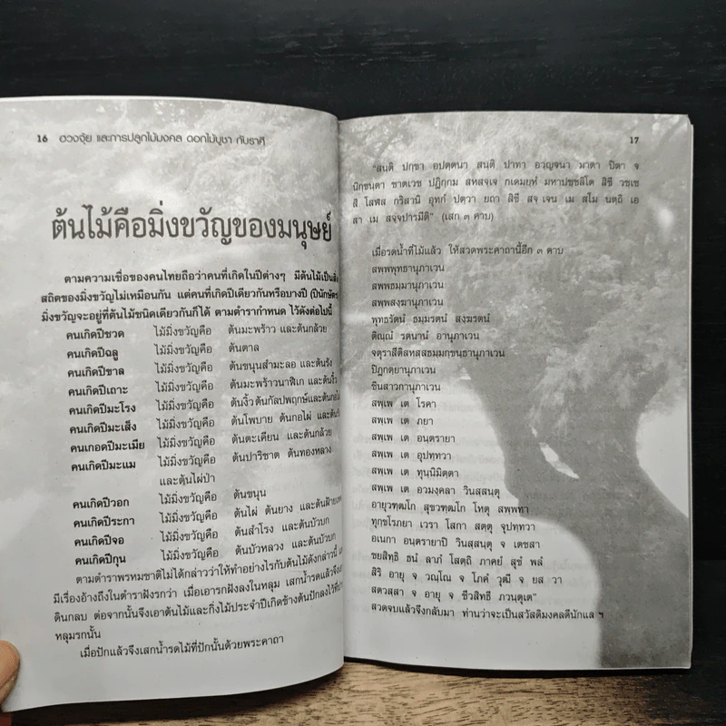 ไม้มงคล ดอกไม้บูชา กับราศี - อังคาร ปัญญาศิลป์ รูปที่ 8