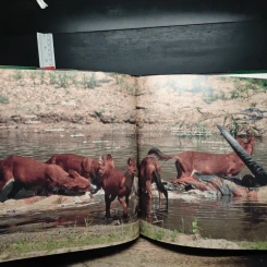 ชีพจรไพร Spirit of the Jungle รูปที่ 9