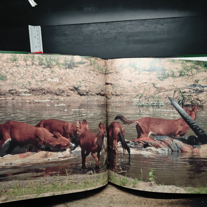 ชีพจรไพร Spirit of the Jungle รูปที่ 9