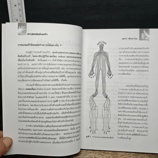 ศาสตร์แห่งเท้า - แพทย์จีนสุเชาว์ เพียรเชาว์กุล รูปที่ 7