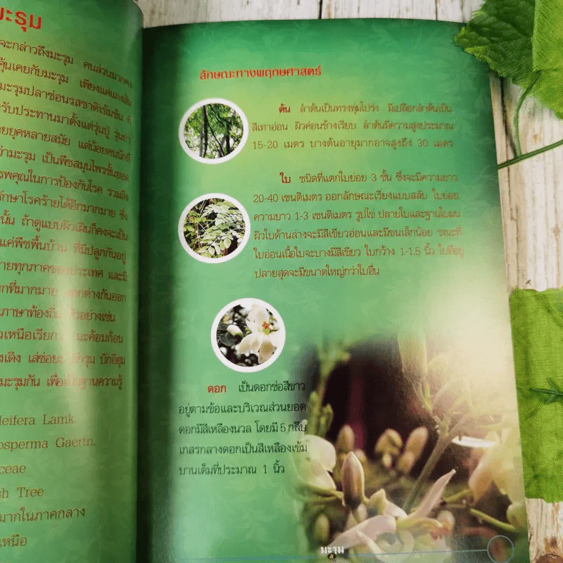 มะรุม 5 ธาตุ เสริมภูมิคุ้มกันมะเร็ง รูปที่ 11