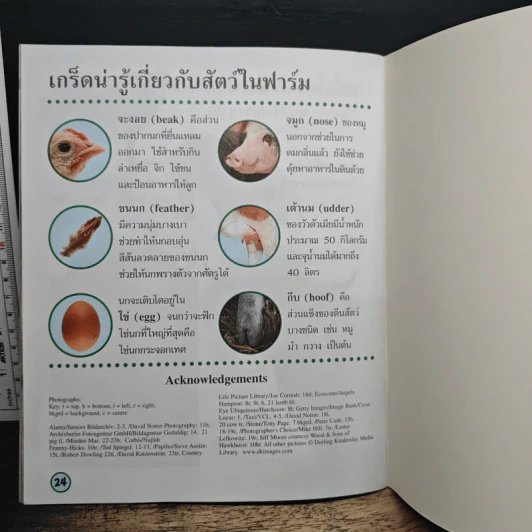 ดูฉันโตวันโตคืน : สัตว์ในฟาร์ม รูปที่ 8