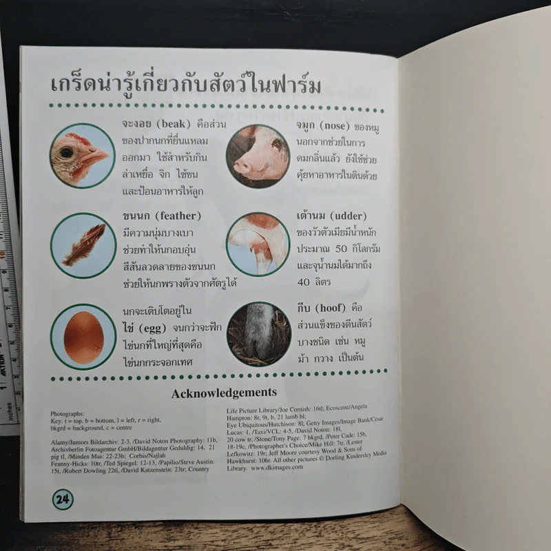 ดูฉันโตวันโตคืน : สัตว์ในฟาร์ม รูปที่ 8