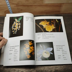 ทำเนียบกล้วยไม้ไทย รูปที่ 8