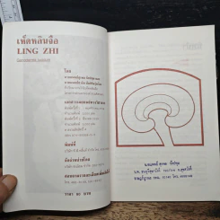 เห็ดหลินจือ Ling Zhi - นายแพทย์สุรพล รักปทุม, นายแพทย์ชวลิต สันติกิจรุ่งเรือง รูปที่ 6