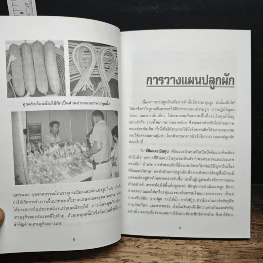 การปลูกผักเพื่อการค้า รูปที่ 8