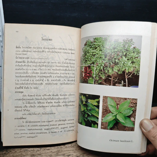 การใช้สมุนไพร เล่ม 2 รูปที่ 11