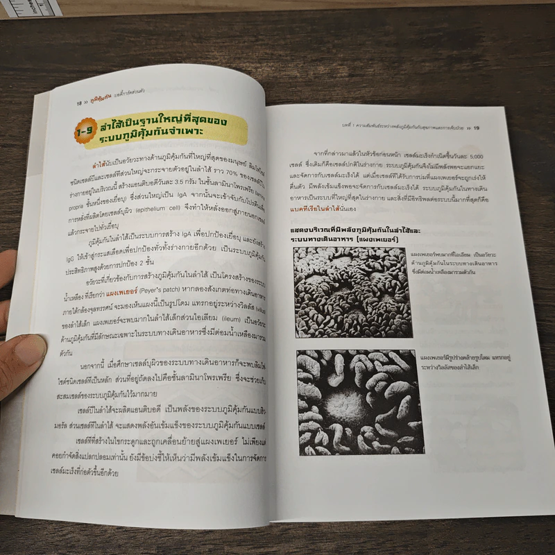 ภูมิคุ้มกัน บอดี้การ์ดส่วนตัว - Koichiro Fujita รูปที่ 9