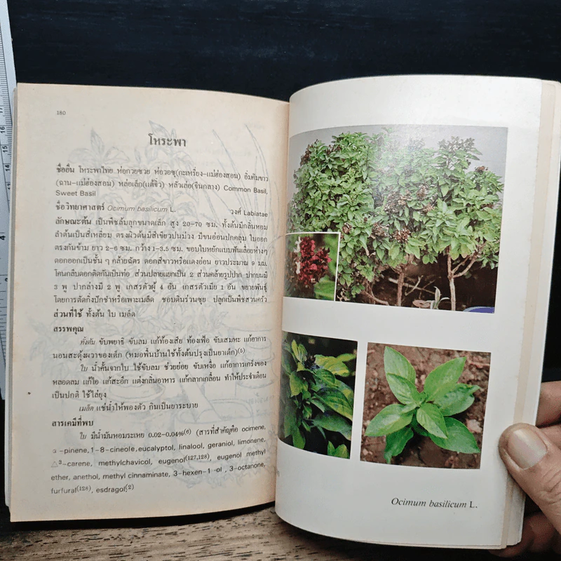 การใช้สมุนไพร เล่ม 2 รูปที่ 11