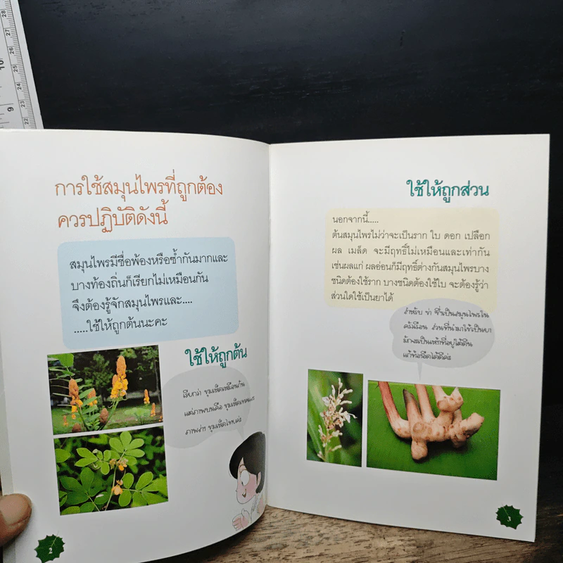 ข้อแนะนำในการใช้สมุนไพร รูปที่ 7