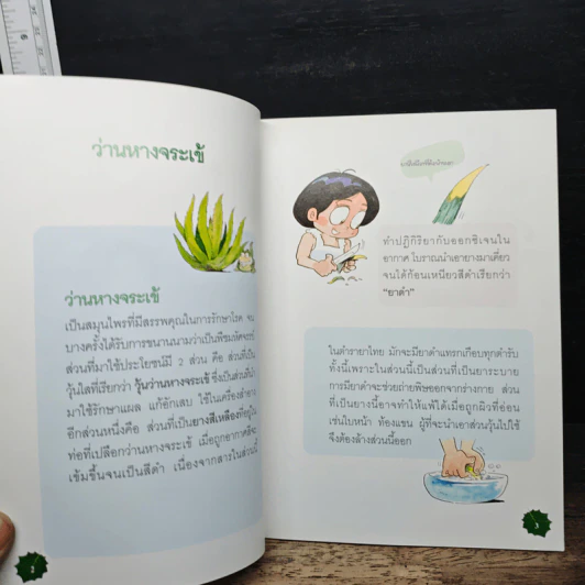 ว่านหางจระเข้ รูปที่ 7