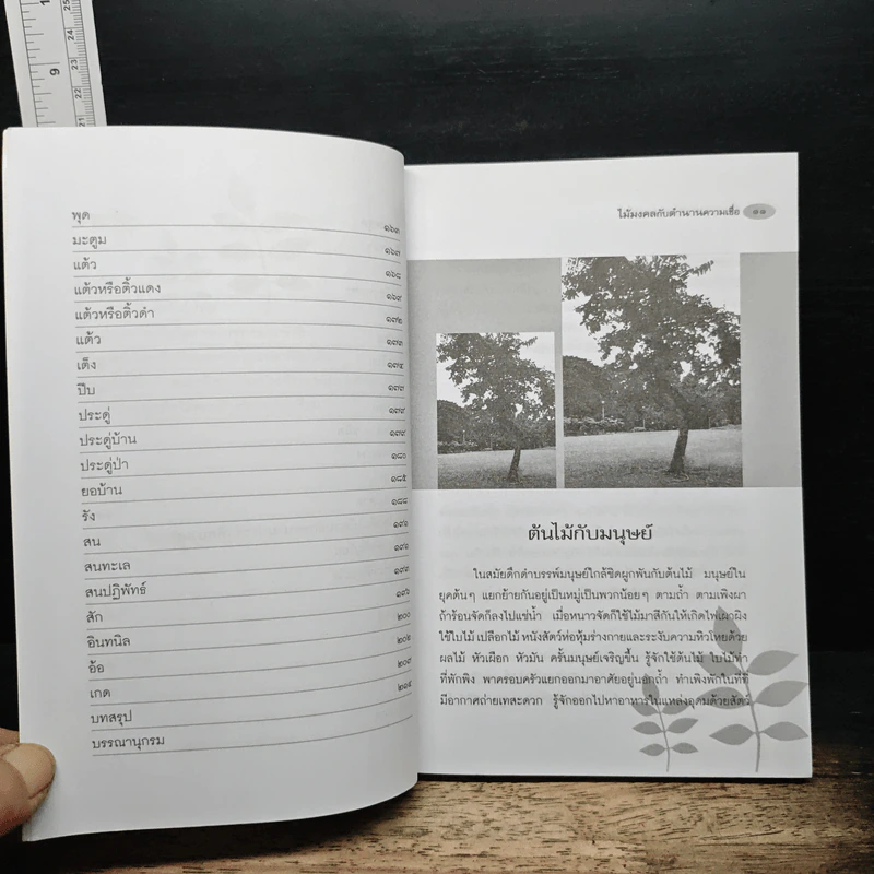 ไม้มงคลกับตำนานความเชื่อ - ณรงค์ มูลคำ รูปที่ 8