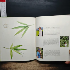Bamboo of Thailand ไผ่ในเมืองไทย รูปที่ 10