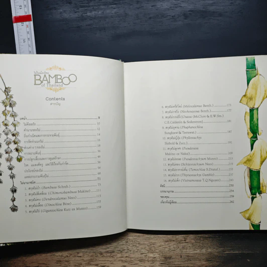 Bamboo of Thailand ไผ่ในเมืองไทย รูปที่ 8