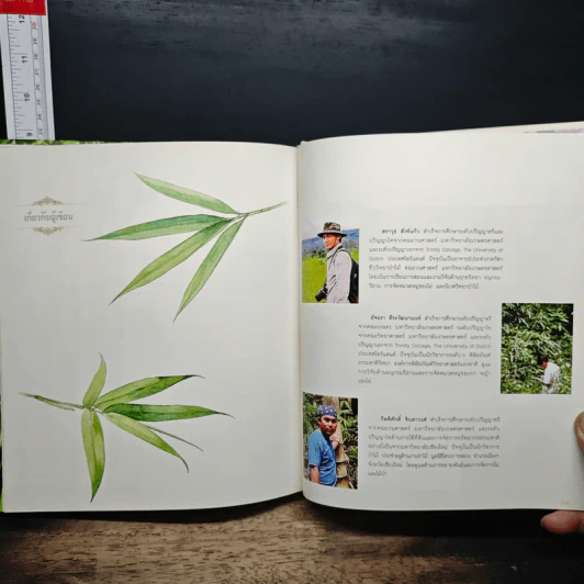 Bamboo of Thailand ไผ่ในเมืองไทย รูปที่ 10