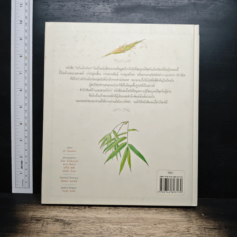 Bamboo of Thailand ไผ่ในเมืองไทย รูปที่ 2