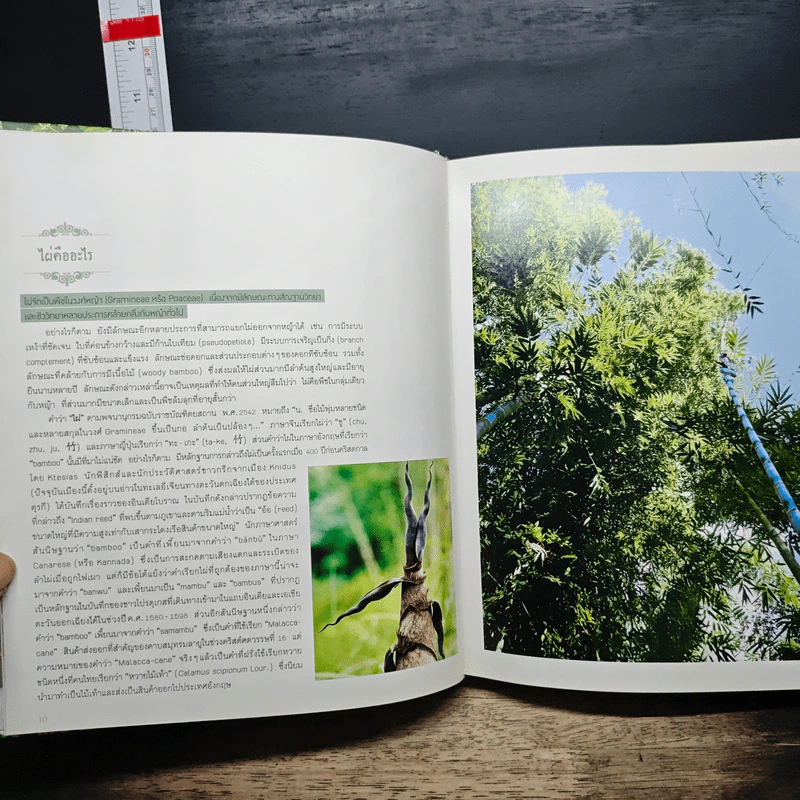 Bamboo of Thailand ไผ่ในเมืองไทย รูปที่ 9