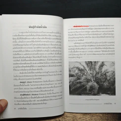 ปาล์มน้ำมัน - กลุ่มเกษตรสัญจร รูปที่ 8