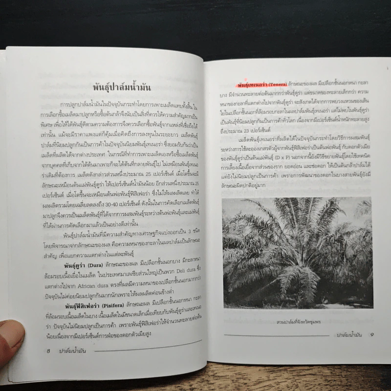 ปาล์มน้ำมัน - กลุ่มเกษตรสัญจร รูปที่ 8