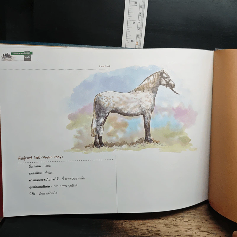 รถม้า และพาหนะร่วมสมัย รูปที่ 14