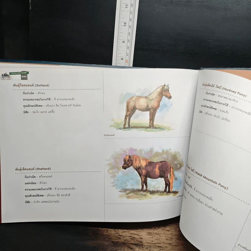 รถม้า และพาหนะร่วมสมัย รูปที่ 13