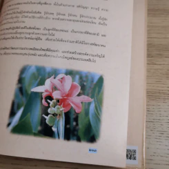 สตรีไทย - คณะกรรมการส่งเสริมและประสานงานสตรีแห่งชาติ (กสส.) สำนักนายกรัฐมนตรี รูปที่ 13