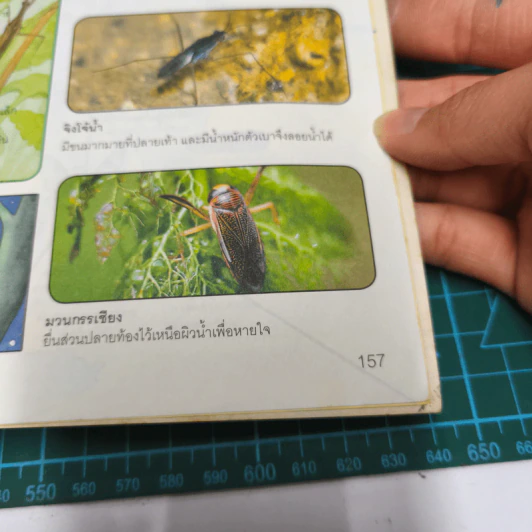 Why? ตะลุยโลกแมลง รูปที่ 12