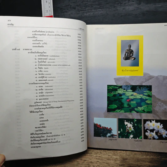เภสัชกรรมไทย รวมสมุนไพร ฉบับปรับปรุงใหม่ - วุฒิ วุฒิธรรมเวช รูปที่ 14
