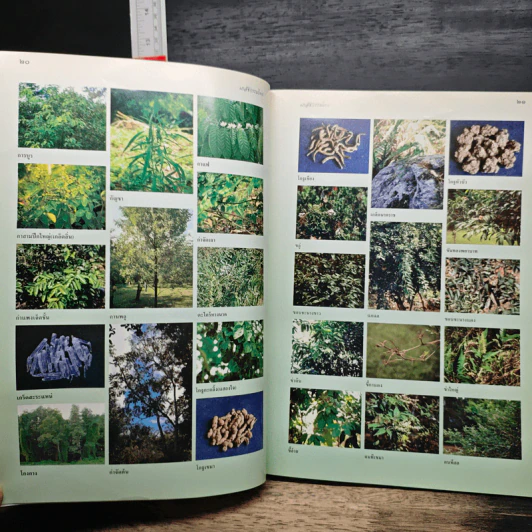 เภสัชกรรมไทย รวมสมุนไพร ฉบับปรับปรุงใหม่ - วุฒิ วุฒิธรรมเวช รูปที่ 15