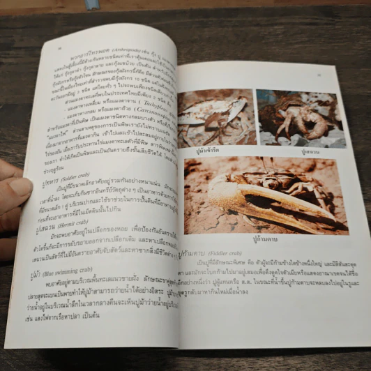 สถาบันวิทยาศาสตร์ทางทะเล มหาวิทยาลัยบูรพา รูปที่ 7