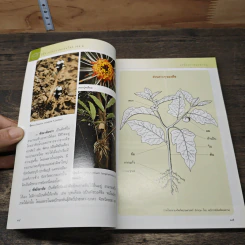 คู่มือเภสัชกรรมแผนไทย เล่ม 2 เครื่องยาพฤกษวัตถุ - ชยันต์ พิเชียรสุนทร, วิเชียร จีรวงส์ รูปที่ 8