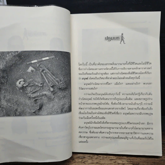 วิวัฒนาการเผ่าพันธุ์มนุษย์ - ธวัลกร ฉัตราธรรม รูปที่ 9