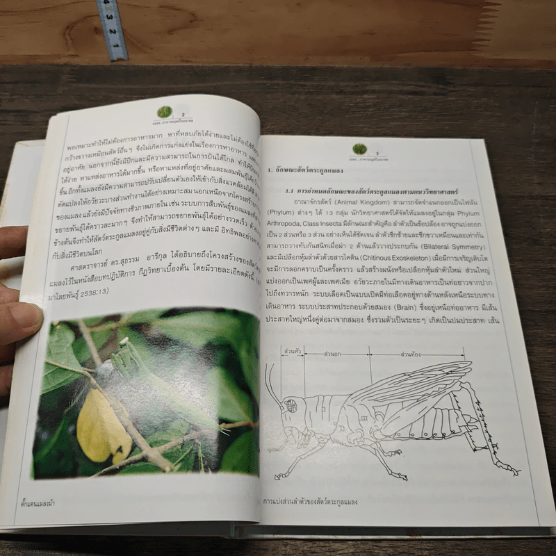 หนังสือ แมลง อาหารมนุษย์ในอนาคต รูปที่ 7