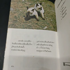 แมวไทย - สุทธิลักษณ์ อำพันวงศ์ รูปที่ 8