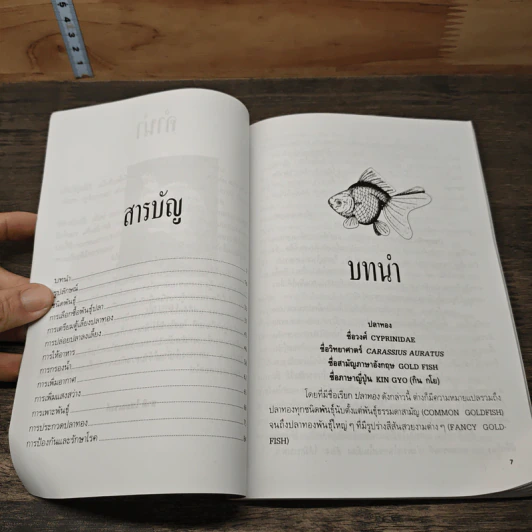 ปลาทอง - ชาติ ไชยณรงค์ รูปที่ 7